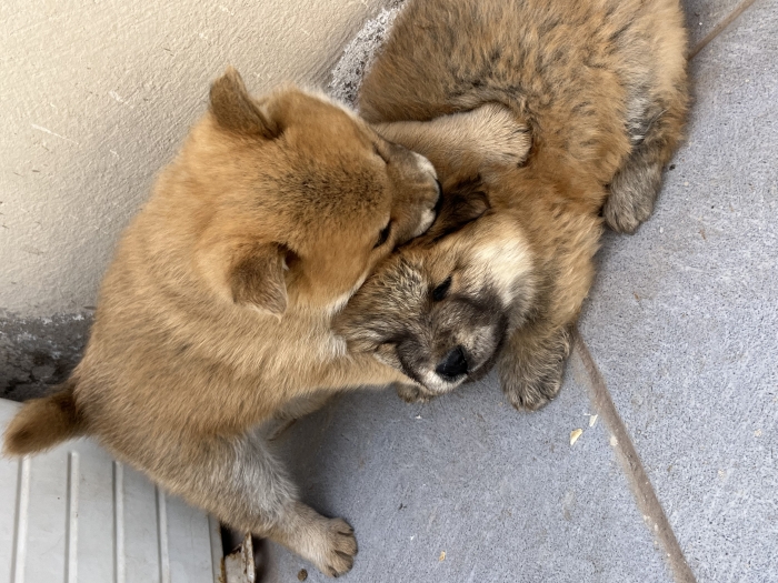 Chiot Shiba Inu