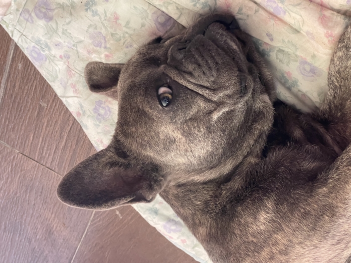 bulldog français exotique