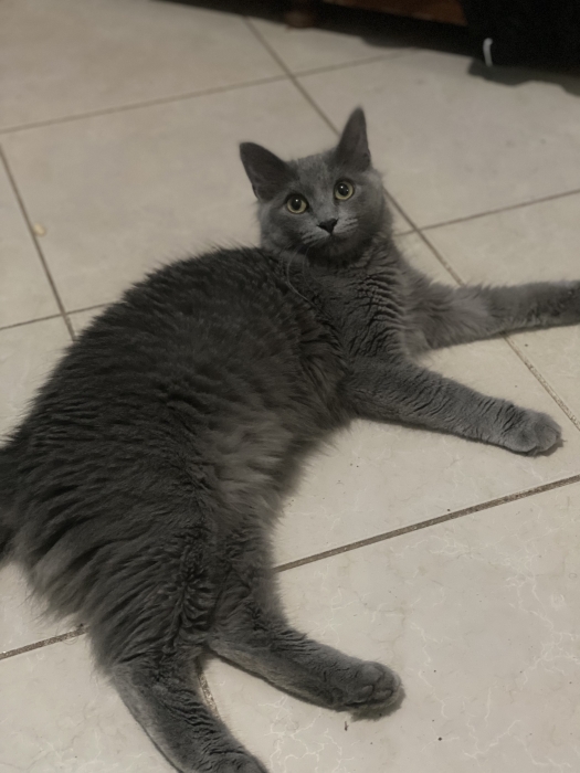 Chat Femelle Nebelung Poilue Gratuite