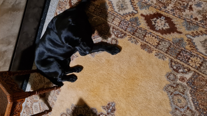 Cherche à accoupler mon labrador