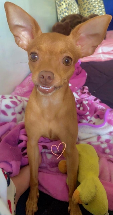 Chien pinscher nain Femelle