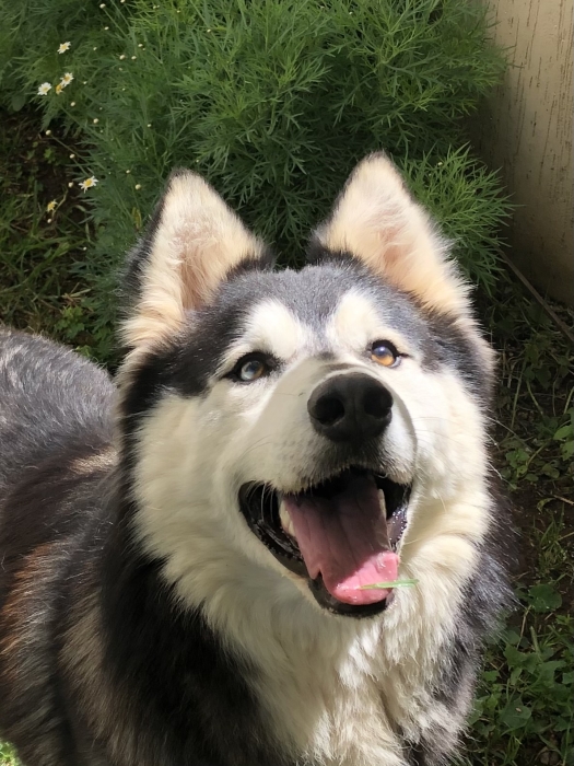Husky Malamute à adopter