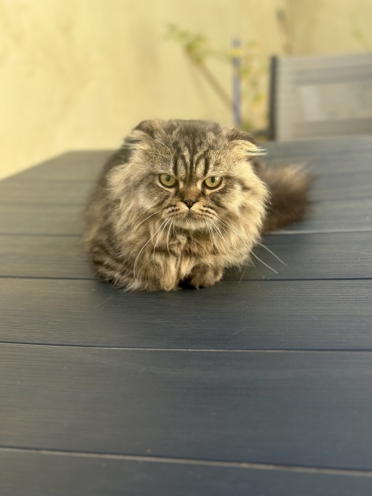 Deux chats Munchkin pattes courtes highlands