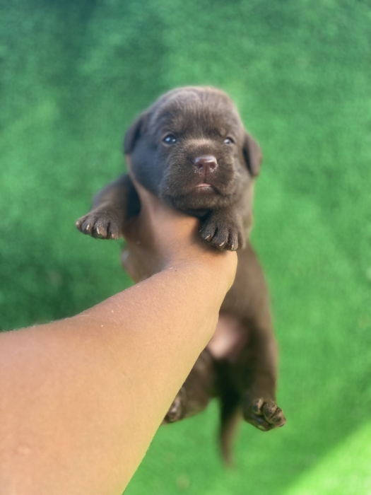 Labrador chocolat