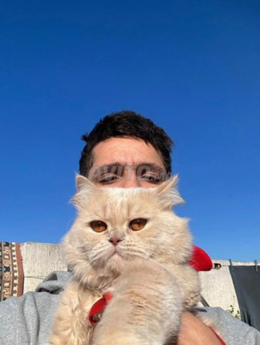 Chat British longhair