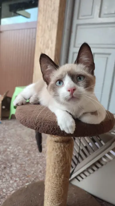 Chaton siamois himalayan très adorable, magnifique et doux.