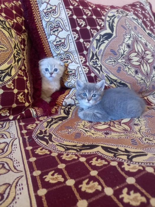 Scottish fold et straight