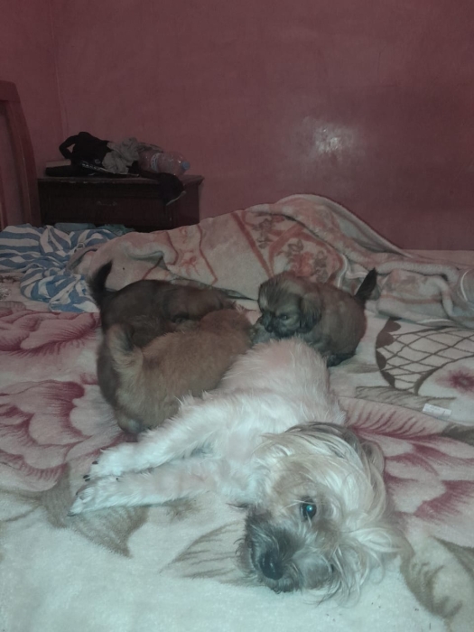 Contacter moi sur wathsapp numéro en dessous