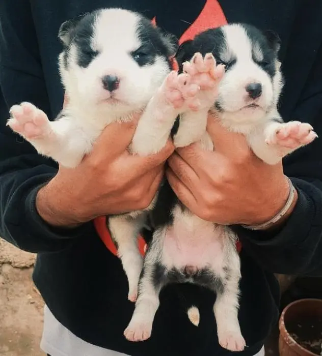 chiots husky sibérien