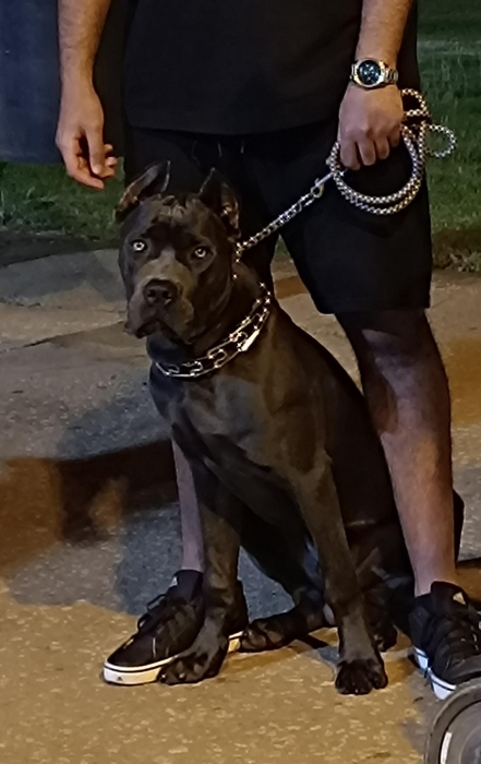Cane corso male 5mois
