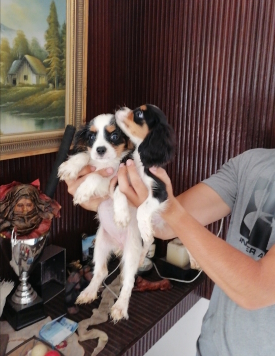 Cavalier king charles