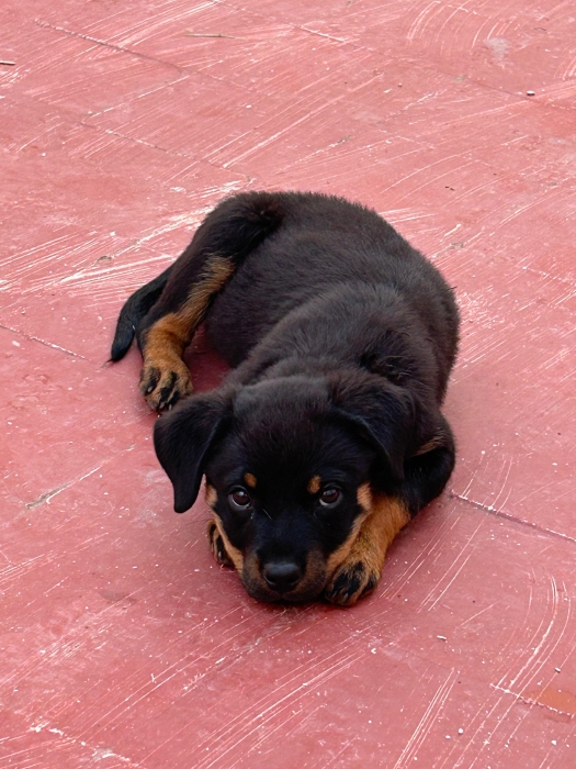 Rottweiler