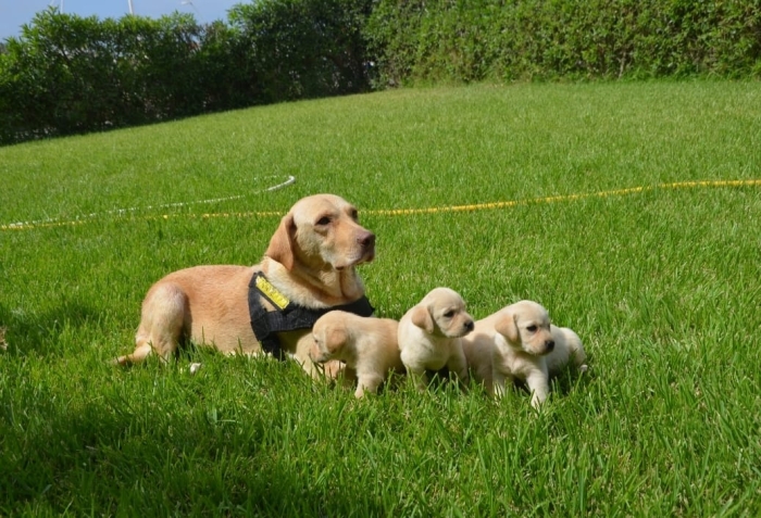 Chiots labrador