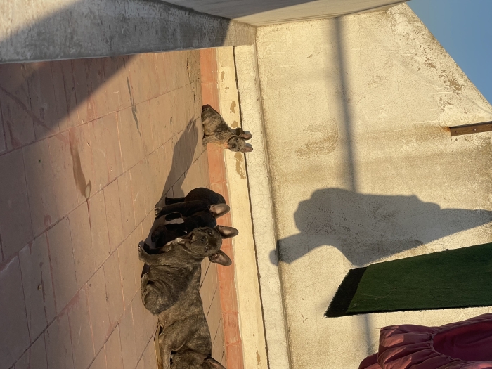 Bulldog bleu femelle