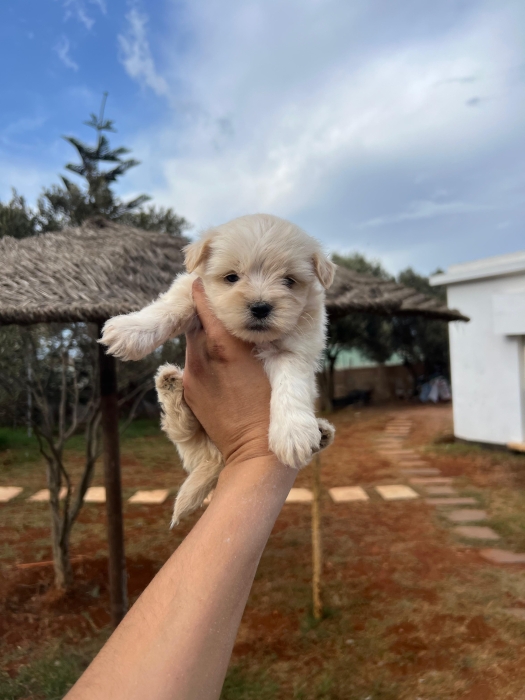 Bichon Havanais 🎊