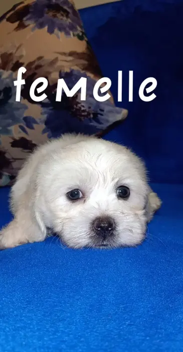 Bichon havanais et maltais