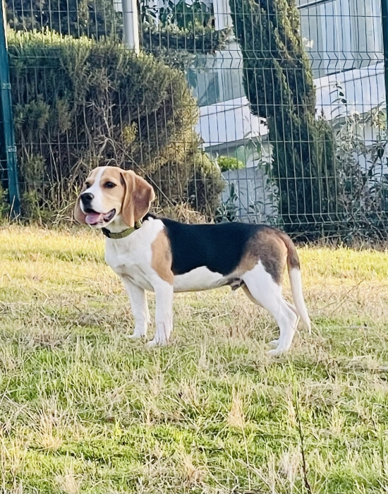 Magnifique chiot Beagle de 6 mois