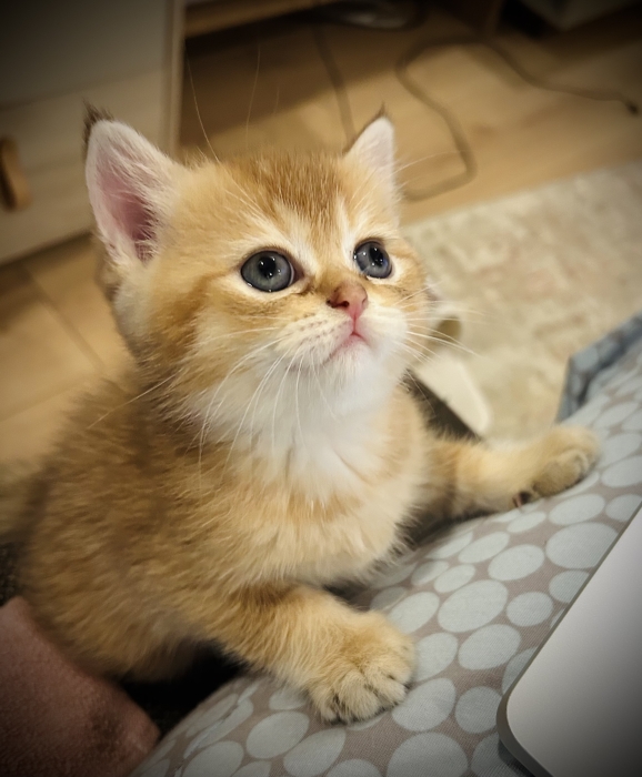 Scottish Golden Mâle