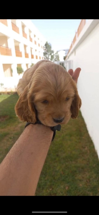 cavalier king charles