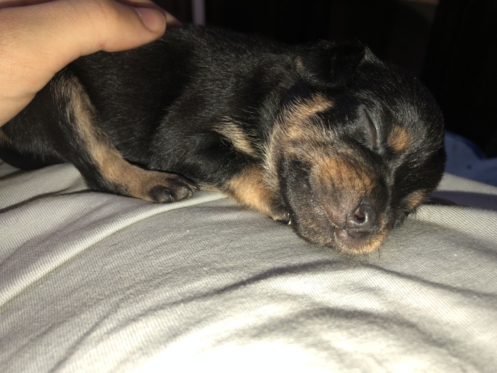 Labrador mix chiwawa