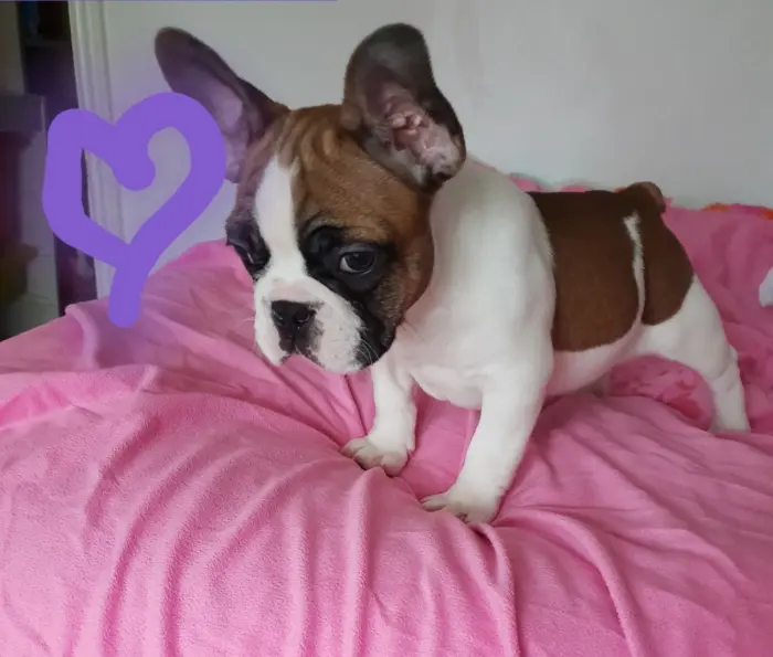 Chiots bouledogues français enregistrés