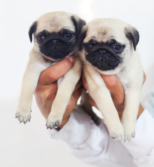 Disponibles magnifiques chiots carlin