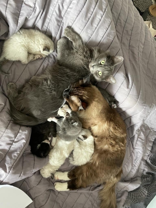 Lla nebelung / sacre de birmanie