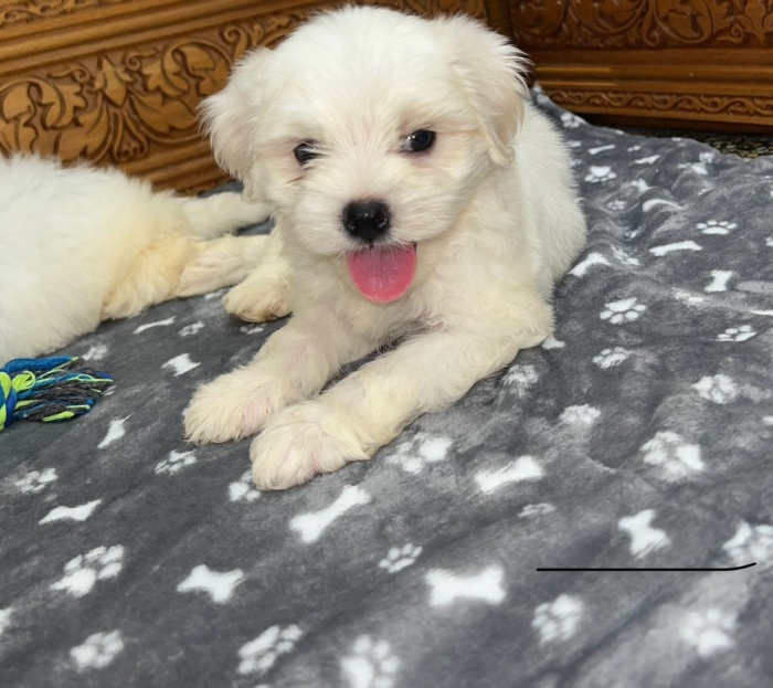 Bichon maltais
