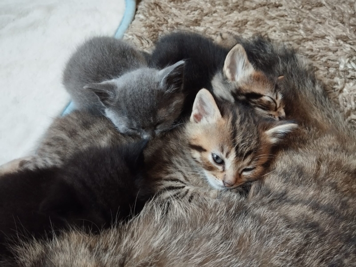Chatons croisés norvégiens et bengals