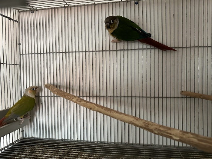 Conure molinae