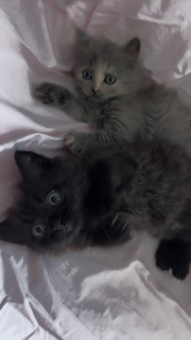 Chat British longhair