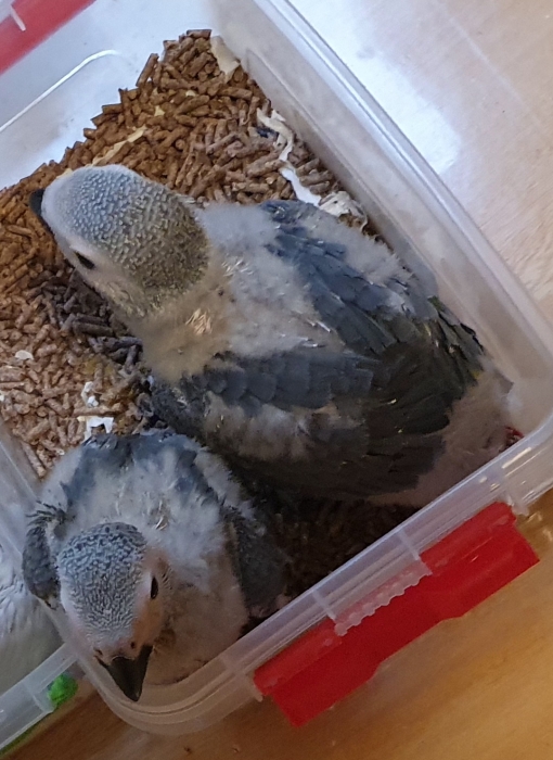 Bébé Perroquet gabonais