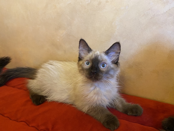 Chatons balinais femelles