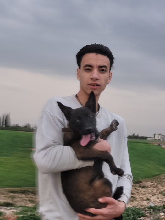 Chiot malinois charbonnée pure race femelle