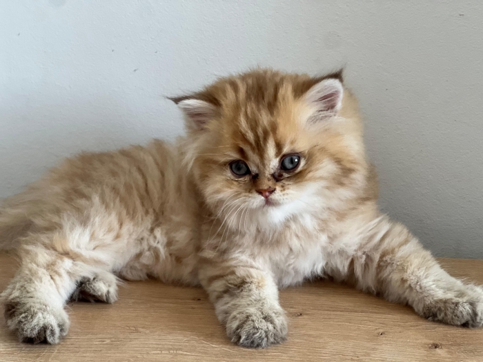 Femelle Scottish Straight Longhair