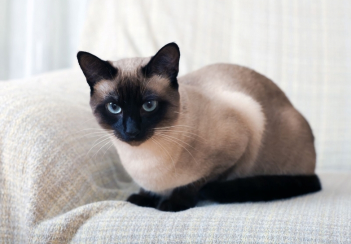 donner un chat "mais pas le vendre "