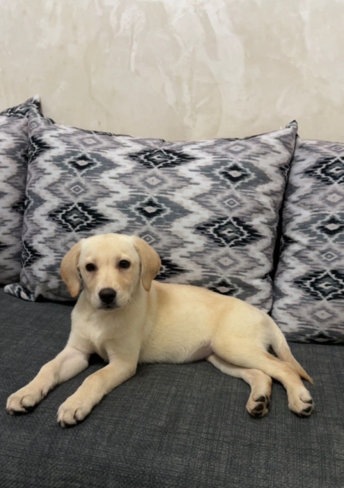 Labrador femelle 3 mois