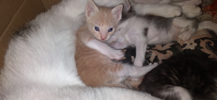 Un chat sondré à vendre