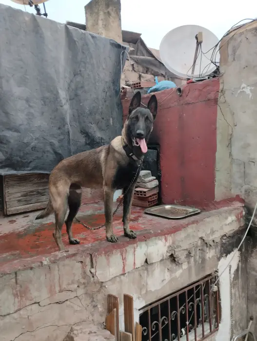 كلب مالينوا