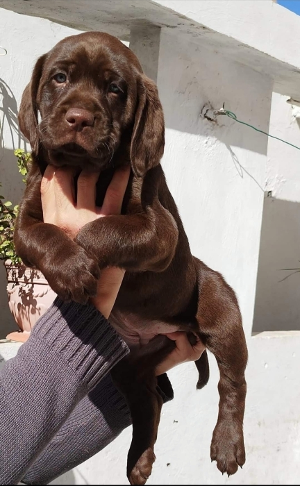 Labrador Chocolat