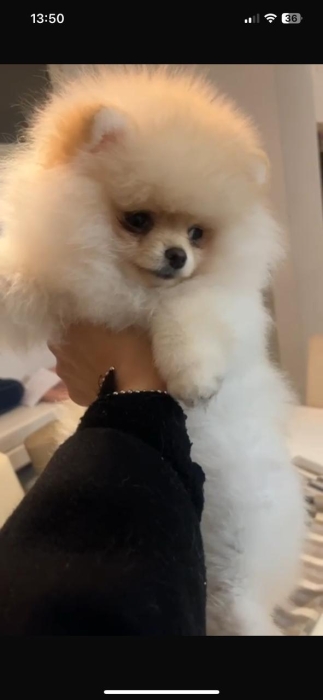 spitz nain loulou de pomeranie