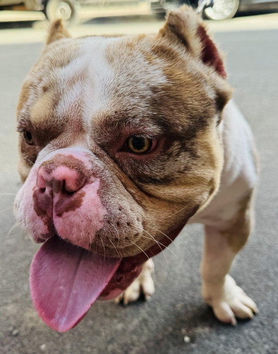 Américain bully male