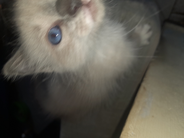 Chatons pour adoption