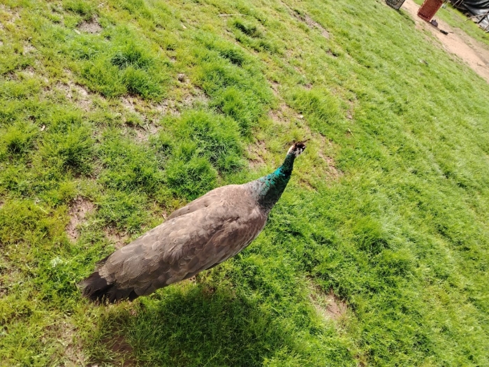 طاووس جميل للبيع 🦚 (ذكر، أنثى)