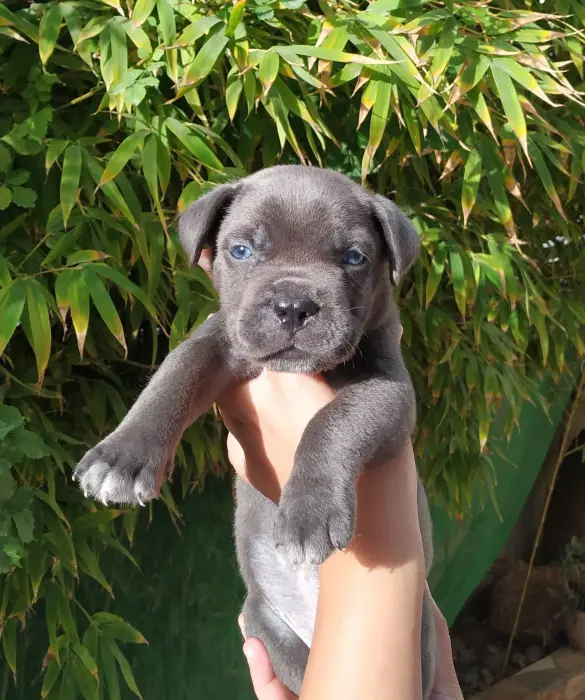 Chiot cane corso