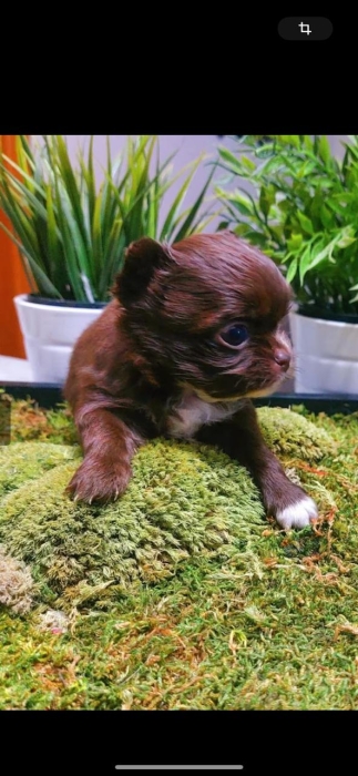 chihuahua toy pedigree