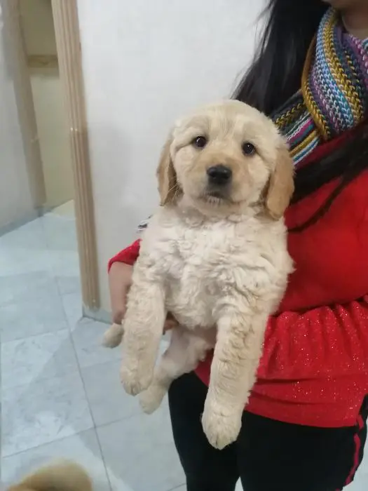 Chiots golden retriever