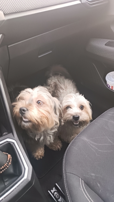 Chiens pour adoption