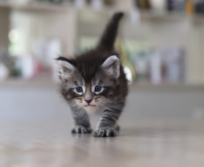 Chatons maine coons