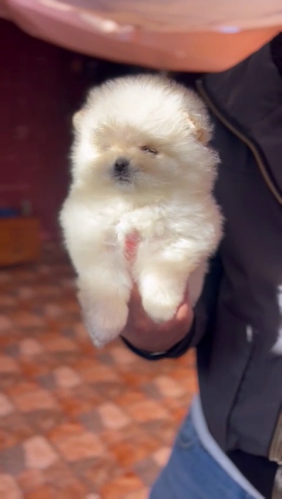 Spitz pomeranian nain